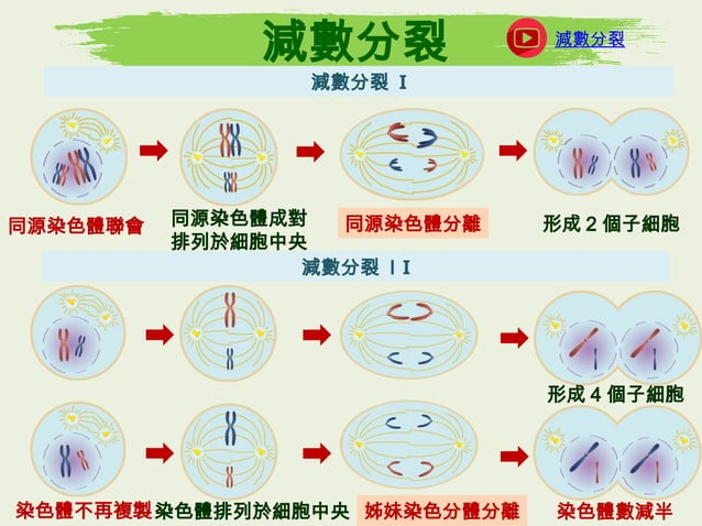 高中生物課本2-1_生物的生殖與減數分裂.ppt1111111111111111 | PPT
