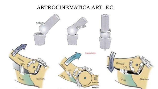 2.1 Osteologia hombro