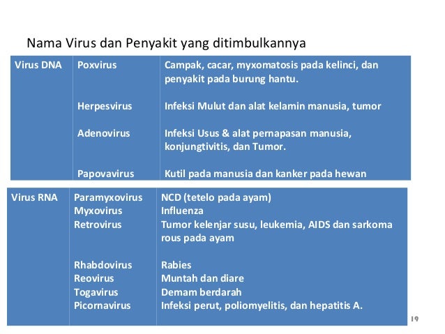 2 1 Presentasi Virus