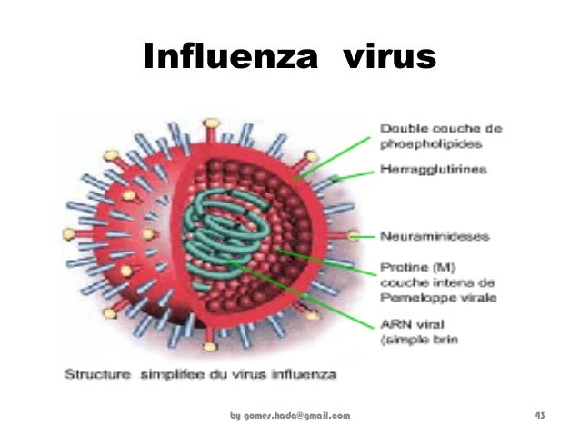  Gambar  2 1 Presentasi Virus  Influenza  Gomes Hada Gmail 43 