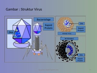 Gambar : Struktur Virus
by gomes.hada@gmail.com
Bacteriofage
Kapsid
Protein
DNA Animal virus
Kapsid
Protein
DNA
DNA
Kapsid
Protein
RETROVIRUS
11
 