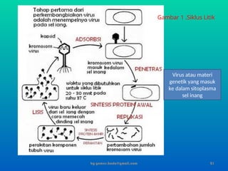 by gomes.hada@gmail.com
Gambar 1 .Siklus Litik
Virus atau materi
genetik yang masuk
ke dalam sitoplasma
sel inang
21
 