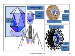 by gomes.hada@gmail.com
Bacteriofage
Kapsid
Protein
DNA
Animal virus
Kapsid
Protein
DNA
DNA
Kapsid
Protein
RETROVIRUS
55
 