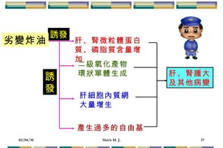 肝、腎微粒體蛋白質、磷脂質含量增加 肝、腎腫大 及其他病變 誘發 二級氧化產物 環狀單體生成 肝細胞內質網 大量增生 產生過多的自由基 誘 發 劣變炸油 