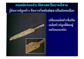 คนสมัยก่อนประวัติศาสตร์ในภาคอีสาน
รูจกการปลูกข้าว คืือการเริิ่มต้นพัฒนาเป็ นสังคมเมืือง
  ้ ั ป ้                      ้ ั    ป็ ั

                                เปลื อกเมล็ ดข้าวซึ่งเป็ น
                                เมล็ ดข้าวปลูกที่ติดอยู่
                                บนใบหอกเหลก
                                บนใบหอกเหล็ก
 