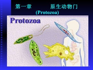 第一章  原生动物门 ( Protozoa) 