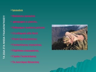 TA  ΖΩΑ ΣΤΑ ΝΗΣΙΑ ΓΚΑΛΑΠΑΓΚΟΣ!!! Ιγκουάνα Θαλάσσιο ιγκουάνα  galαpagos ο γίγαντα.  Galαpagos πράσινη χελώνα 13 ενδημικά είδη finch Finch δρυοκολαπτών Γκαλαπάγκος πιγκουίνος  Flightless κορμοράνος  Γεράκι Γκαλαπάγκος Τα λιοντάρια θάλασσας 