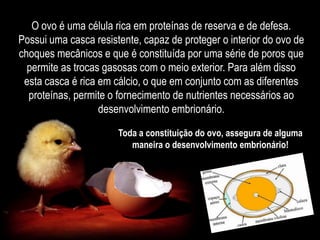Quando cozemos o ovo, é-nos possível compreender um elevado número de aspectos:Enquanto coze o ovo perde o ar a partir dos poros da casca.A sua casca quando em contacto com ácido clorídrico sofre alterações o que nos leva a concluir que é composta por calcário.A casca é uma estrutura única, resultado de um processo de evolução extraordinário.Funções da Casca: Protecção do conteúdo interno do ovo contra impactos mecânicos e invasão de microorganismos;