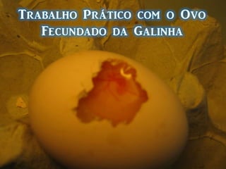 Controlo da troca de gases e evaporação de água através dos poros da casca;