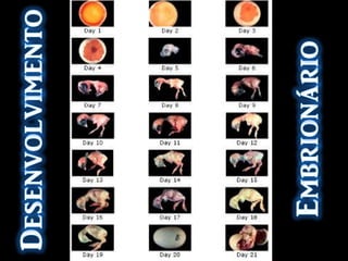 Têm funções anti-virais;