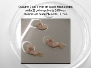 Trabalho Prático com o Ovo Fecundado da Galinha