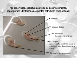 Para a realização deste trabalho utilizamos um ovo fecundado de galinha e pretendemos estudar os seguintes tópicos: Verificar a influência de factores ambientais no desenvolvimento embrionário;