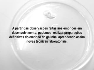  Identificar as estruturas embrionárias e extra-embrionárias observáveis em diferentes fases do desenvolvimento;