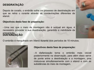 Para assegurar a viabilidade do desenvolvimento embrionário, os nossos ovos foram postos a incubar na estufa a uma temperatura de 36,8ºC com uma tina de água que assegure a humidade dentro da estufa.Os ovos foram colocados na posição vertical, com a extremidade bicuda virada para baixo (tentando simular o verdadeiro processo de desenvolvimento).Utilizamos alguns dos ovos fecundados para realizar trabalhos laboratoriais e observar diferentes factores do desenvolvimento embrionário.A temperatura constitui um factor de influência do desenvolvimento do embrião, sendo que a temperaturas inferiores a 35ºC o desenvolvimento embrionário é interrompido e superiores a 40ºC as proteínas, presentes no embrião, sofrem alterações.A temperatura similar a um desenvolvimento natural deve rondar os 36,8ºC.A humidade presente dentro da estufa impede a desidratação do embrião.