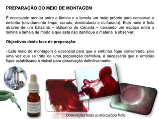 Em todo o trabalho prático foram utilizados 12 ovos fecundados, dos quais 6 serviram como objecto de estudo em diferentes fases de desenvolvimento.3 dos 6 ovos em estudo foram abertos no dia 26 de Novembro de 2010 com 96 horas de desenvolvimento  4ºdia