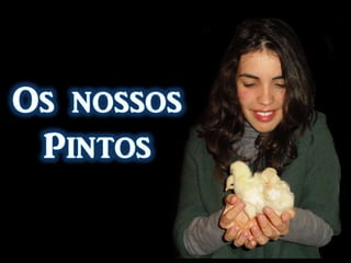 Os outros 3 dos 6 ovos em estudo foram abertos no dia 28 de Novembro de 2010 com 144 horas de desenvolvimento  6ºdia