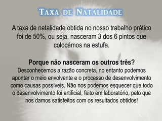 Por observação, sobretudo ao 6ºdia de desenvolvimento, conseguimos identificar as seguintes estruturas embrionárias:EncéfaloVesícula ÓpticaAlantóide(anexos embrionários)      Coração(quando se faz incidir luz sobre o embrião o coração acelera o seu pulsar)Sómitos (estrutura dorsal)