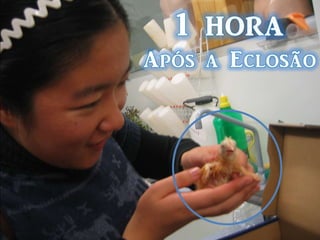 A partir das observações feitas aos embriões em desenvolvimento, pudemos  realizar preparações definitivas do embrião da galinha, aprendendo assim novas técnicas laboratoriais.