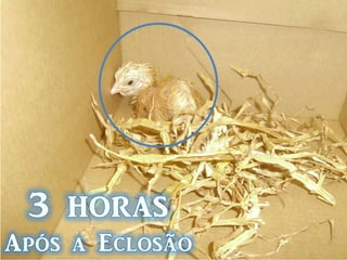 O processo de elaboração das preparações definitivas compreende 6 fases distintas: - Fixação Lavagem