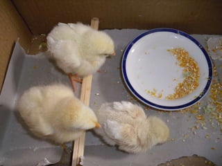   Coagulação de proteínas ou desnaturação das suas cadeias.