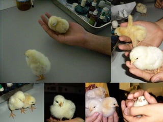 LAVAGEMDepois de fixado (mais ou menos durante 2 horas) o embrião é lavado a partir de uma solução alcoólica a 70%Objectivos desta fase de preparação: O etanol (álcool) remove o fixador e conserva o embrião por tempo indeterminado.COLORAÇÃOApós a lavagem, o embrião é limpo por água destilada para retirar o excesso de etanol e de seguida é corado através de Carmim acético.Objectivos desta fase de preparação: O corante (carmim acético) é um corante nuclear, deste modo vai melhorar as condições de observação das diferentes estruturas celulares.DESIDRATAÇÃODepois de corado, o embrião sofre um processo de desidratação em que se retira o corante através de concentrações diferentes de etanol.Objectivos desta fase de preparação: Uma vez que o meio de montagem não é solúvel em água, é necessário proceder à sua desidratação, garantido a viabilidade da preparação.DIAFANIZAÇÃOO embrião é mergulhado em Xileno durante dois períodos de 10 minutos.Objectivos desta fase de preparação: A diafanização torna o embrião mais visível posteriormente na observação, para além disso serve de ponte entre a desidratação e a montagem, pois mistura-se simultaneamente com o etanol e com as substâncias do meio de montagem.PREPARAÇÃO DO MEIO DE MONTAGEMÉ necessário montar entre a lâmina e a lamela um meio próprio para conservar o embrião (devidamente limpo, corado, desidratado e diafanado). Este meio é feito através de um bálsamo – Bálsamo de Canadá – deixando um espaço entre a lâmina e lamela de modo a que esta não danifique o material a observar.Objectivos desta fase de preparação: Este meio de montagem é essencial para que o embrião fique conservado, pois uma vez que se trata de uma preparação definitiva, é necessário que o embrião fique estabilizado e visível para observação definitivamente.Observações feitas ao microscópio Motic