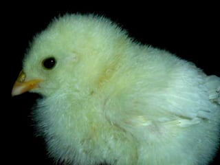 A taxa de natalidade obtida no nosso trabalho prático foi de 50%, ou seja, nasceram 3 dos 6 pintos que colocámos na estufa.Porque não nasceram os outros três?Desconhecemos a razão concreta, no entanto podemos apontar o meio envolvente e o processo de desenvolvimento como causas possíveis. Não nos podemos esquecer que todo o desenvolvimento foi artificial, feito em laboratório, pelo que nos damos satisfeitos com os resultados obtidos!