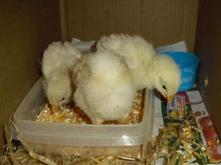 Sendo menos do que os esperados, toda a atenção foi dada aos nossos três sobreviventes!