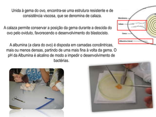  Compreender o ovo como célula estruturada para o desenvolvimento embrionário.