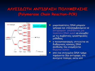 ΑΛΥΣΙΔΩΤΗ ΑΝΤΙΔΡΑΣΗ ΠΟΛΥΜΕΡΑΣΗΣ ( Polymerase Chain Reaction - PCR ) <ul><li>μικροποσότητες  DNA  μπορούν γρήγορα και επανα...