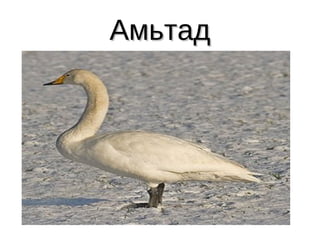 Амьтад 