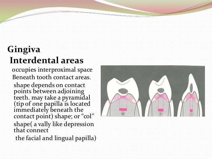 Introduction to Periodontics