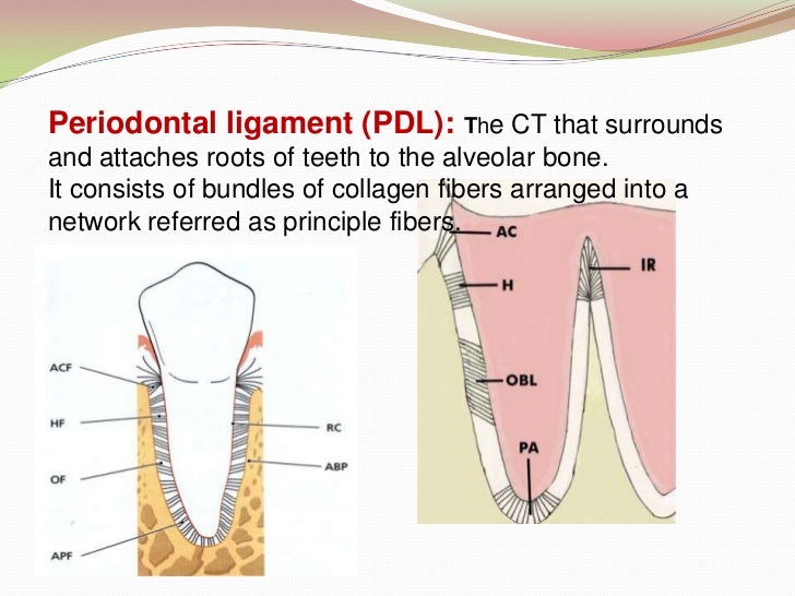 Introduction to Periodontics