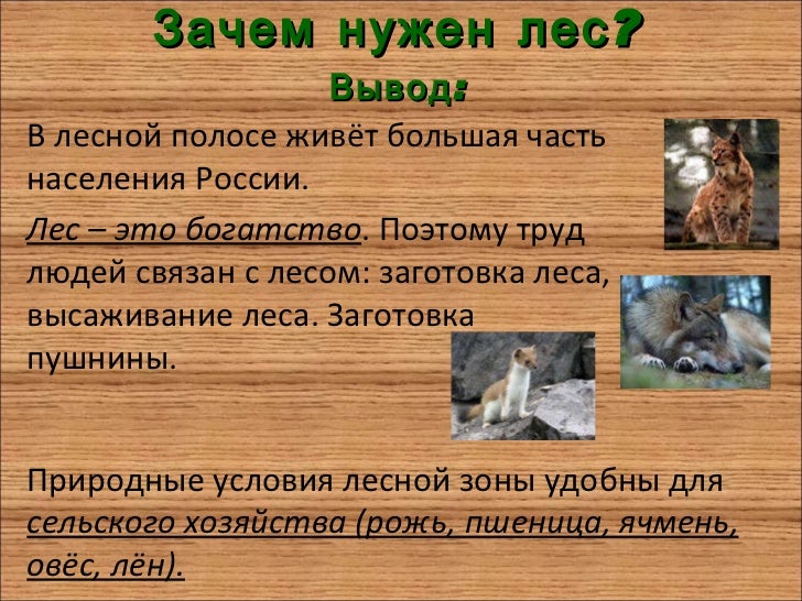жизнь леса 4 класс. природное сообщество лес. польза леса для детей. почему в лесу живет. почему лес так называют.