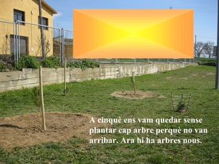 A cinquè ens vam quedar sense
plantar cap arbre perquè no van
arribar. Ara hi ha arbres nous.
 