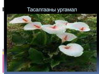 Тасалгааны ургамал 