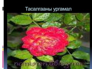 Тасалгааны ургамал 