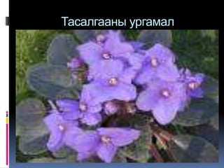 Тасалгааны ургамал 