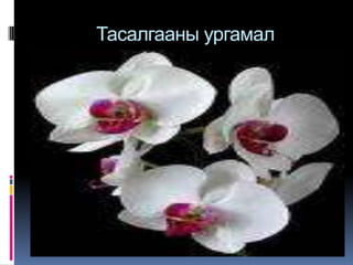 Тасалгааны ургамал 