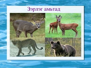 Зэрлэг амьтад 