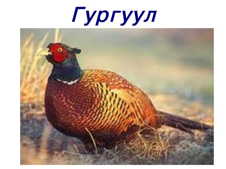 үзүүлэн2 шувуу