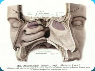 орган слуху2