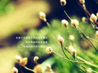 在那个古老的不再回来的夏日无论我如何地去追索年轻的你只如云影掠过