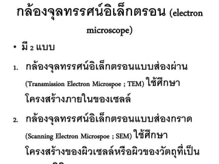 กล้ องจุลทรรศน์ อเล็กตรอน (electron
                 ิ
                     microscope)
• มี 2 แบบ
1. กล้ องจุลทรรศน์ อิเล็กตรอนแบบส่ องผ่ าน
   (Transmission Electron Microspoe ; TEM) ใช้ ศึกษา
   โครงสร้ างภายในของเซลล์
2. กล้ องจุลทรรศน์ อิเล็กตรอนแบบส่ องกราด
   (Scanning Electron Microspoe ; SEM) ใช้ ศกษา
                                            ึ
   โครงสร้ างของผิวเซลล์ หรื อผิวของวัตถุท่ เป็ น    ี
 