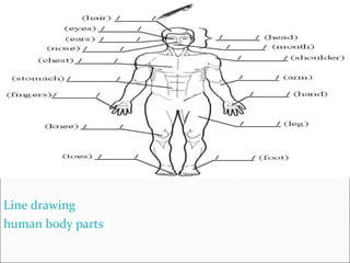 Line drawing human body parts 
