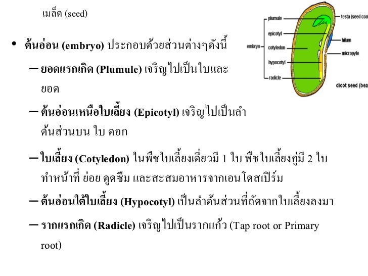 ผลการค้นหารูปภาพสำหรับ หน้าที่ของเมล็ด