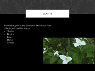 PLANTSPlants that grow in the Temperate Deciduous Forest-Maple , oak and birch treesShrubs