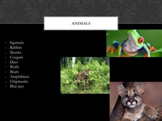 MossesPhysical FEATURESA large forest with many different layersof plants growing. Large temperate changesThroughout the year.