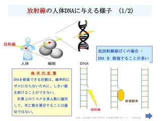 放射線の人体DNAに与える様子 (1/2)




放射線
                                 低放射線被ばくの場合 :
                                 DNA を 修復することが多い


         確 率 的 影 響
  DNAを修復できる状態は、確率的に
  ゼロにならないために、しきい値
  を設けることができない。
      計算上のリスクを多人数に適用
  して、死亡数を算定することは適
  切ではない。
                                                         73
                       出典) 放射線医学総合研究所 放射線防護研究センター 米原英典
 