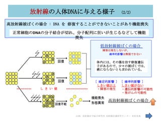 放射線の人体DNAに与える様子                   (2/2)

高放射線被ばくの場合 : DNA を 修復することができないことがあり機能喪失

 正常細胞のDNAの分子結合が切れ、分子配列に狂いが生じるなどして機能
                  喪失

                              低放射線被ばくの場合
                               障害は発生しないが、
                                 確率的影響は無視できない


                            体内には、その傷を治す修復遺伝
                            子があるので、尐々の被ばくでは、
                            癌にならないとも言われている。


                            [ 確定的影響 ]   [ 確率的影響 ]
                             しきい値以上     しきい値がない
         し き い 値             ・障害の発生     ・遺伝的影響の可能性
                                        ・発がんの可能性

                                  高放射線被ばくの場合


                   出典) 放射線医学総合研究所 放射線防護研究センター 米原英典   74
 