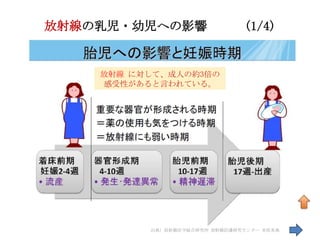 放射線の乳児・幼児への影響                   (1/4)


    放射線 に対して、成人の約3倍の
    感受性があると言われている。




          出典) 放射線医学総合研究所 放射線防護研究センター 米原英典   75
 